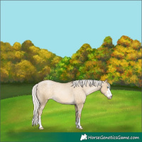 Horse Color:Silver Buckskin Pearl Dun Appaloosa 
