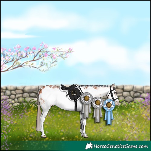 Horse Color:Bay Sabino Frame Appaloosa 