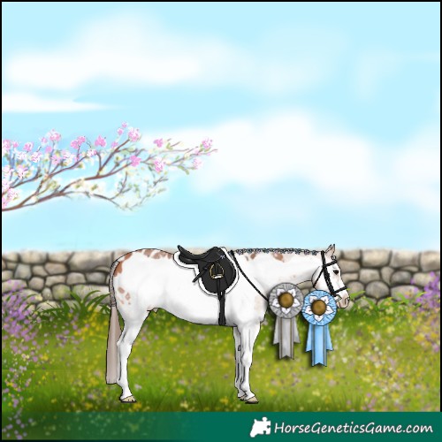 Horse Color:Bay Sabino Frame Appaloosa 