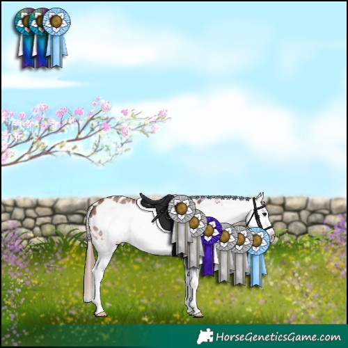 Horse Color:Bay Sabino Frame Appaloosa 