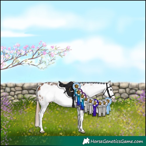 Horse Color:Bay Sabino Frame Appaloosa 