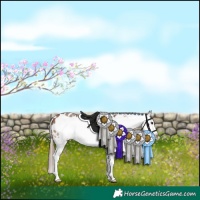 Horse Color:Bay Sabino Frame Appaloosa 