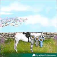 Horse Color:Bay Sabino Frame Appaloosa 