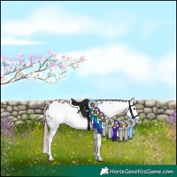 Horse Color:Bay Sabino Frame Appaloosa