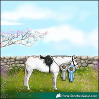 Horse Color:Bay Sabino Frame Appaloosa 