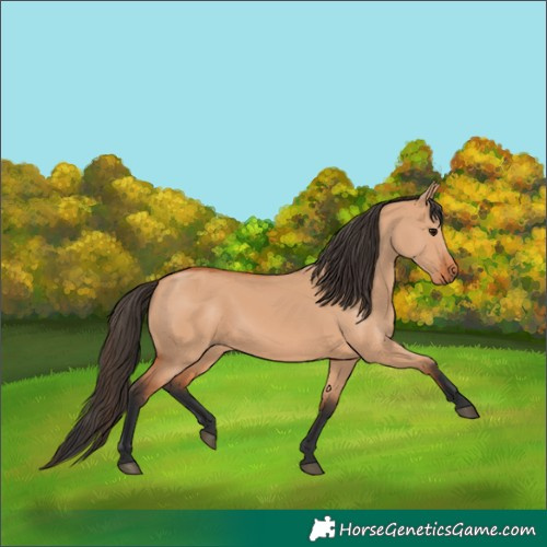 Horse Color:Bay Dun 