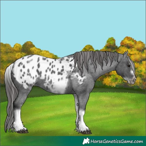 Horse Color:White Spotted Blue Roan Splash Frame Appaloosa