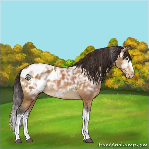Horse Color:White Spotted Buckskin Ice Tobiano Appaloosa 