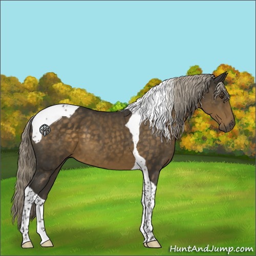 Horse Color:Chocolate Palomino Tobiano 