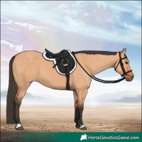 Horse Color:Bay Dun 