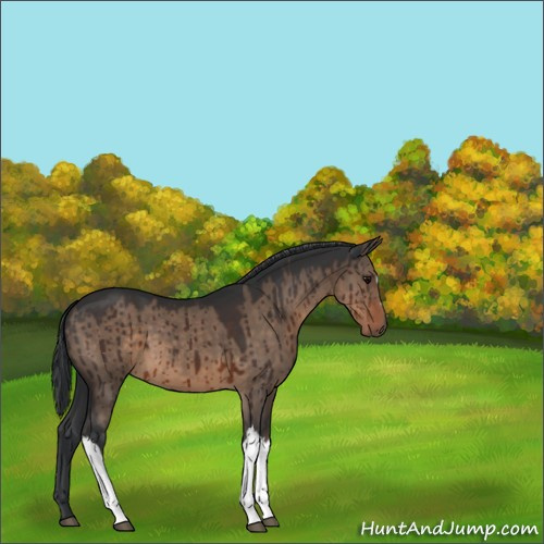 Horse Color:Brown Dun Brindle 