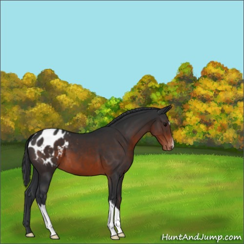 Horse Color:Brown Appaloosa 