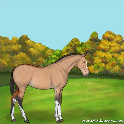 Horse Color:Brown Dun Brindle 