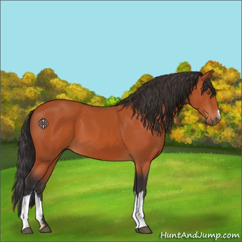 Horse Color:Brown 