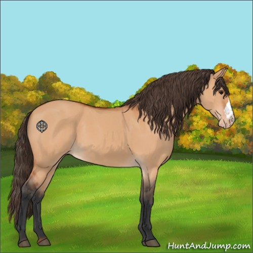 Horse Color:Bay Dun Appaloosa 