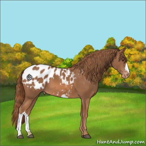 Horse Color:Chestnut Appaloosa 