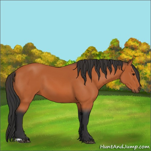Horse Color:Bay 