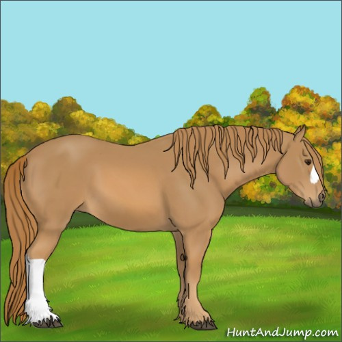 Horse Color:Chestnut 