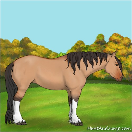 Horse Color:Bay Dun 