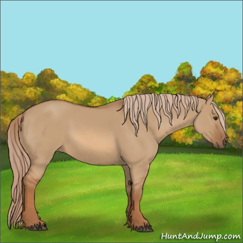 Horse Color:Red Dun 