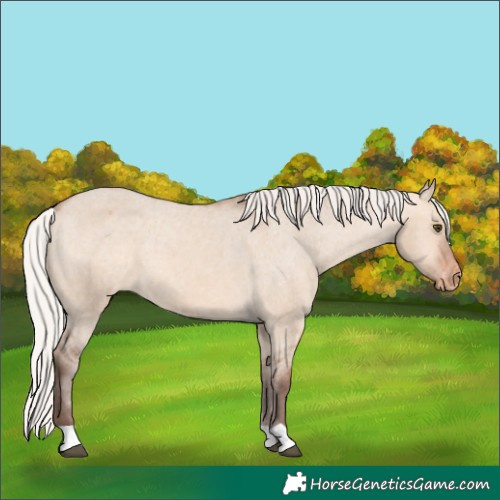 Horse Color:Silver Bay Dun Appaloosa 