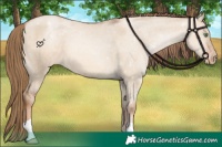 Horse Color:Liver Red Dun Pearl Appaloosa 