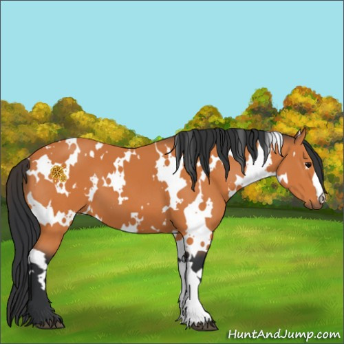 Horse Color:White Spotted Bay 