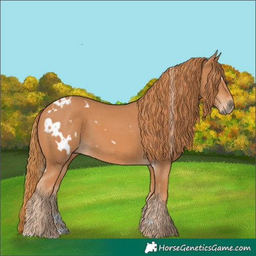 Horse Color:White Spotted Chestnut