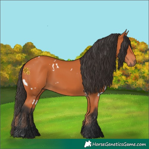 Horse Color:White Spotted Bay 