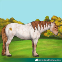 Horse Color:Red Roan 