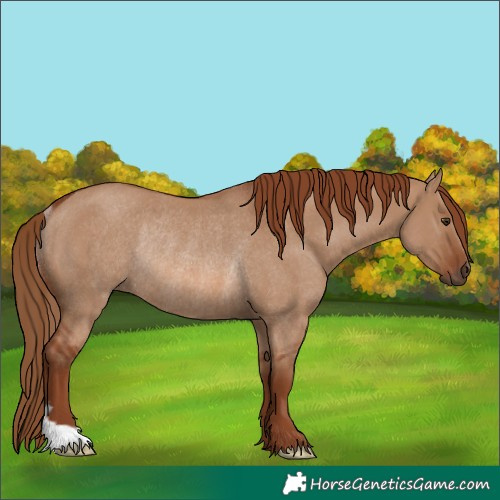 Horse Color:Unknown 