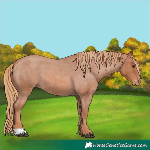 Horse Color:Unknown 
