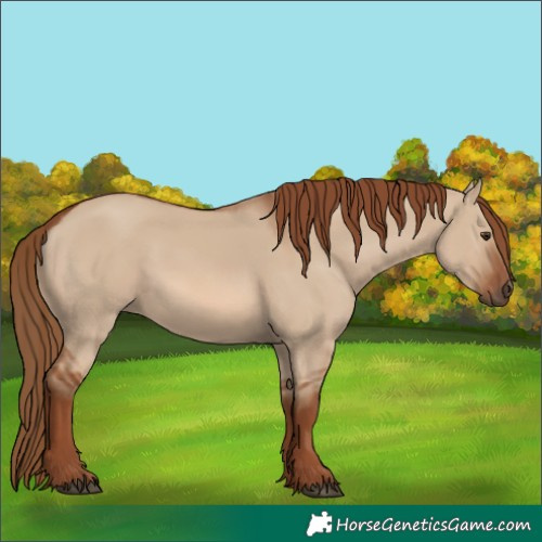 Horse Color:Unknown 