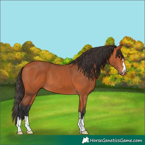Horse Color:Bay 