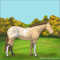Horse Color:Buckskin Dun Blanket 