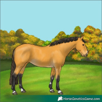 Horse Color:Buckskin 