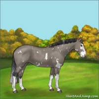 Horse Color:White Spotted Grullo Splash 
