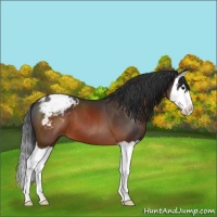 Horse Color:Brown Splash Appaloosa 