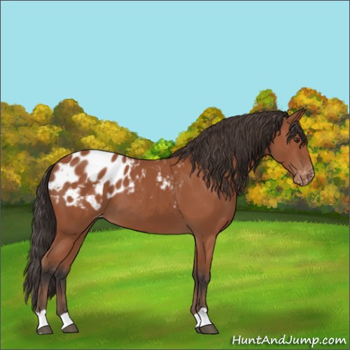 Horse Color:Bay Appaloosa 