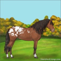 Horse Color:Bay Appaloosa 