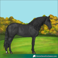 Horse Color:Black 