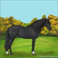 Horse Color:Black 