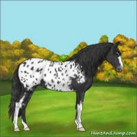 Horse Color:White Spotted Black Near Leopard 