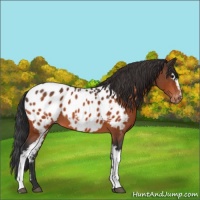 Horse Color:White Spotted Bay Appaloosa