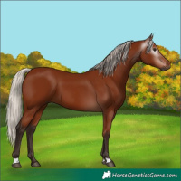 Horse Color:Gray Silver Bay 