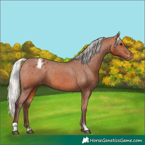 Horse Color:Silver Bay Appaloosa 