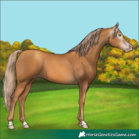 Horse Color:Gray Gold Champagne 