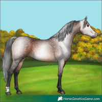 Horse Color:Gray Bay 