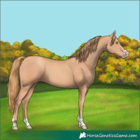 Horse Color:Gold Champagne 