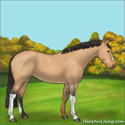 Horse Color:Bay Dun 